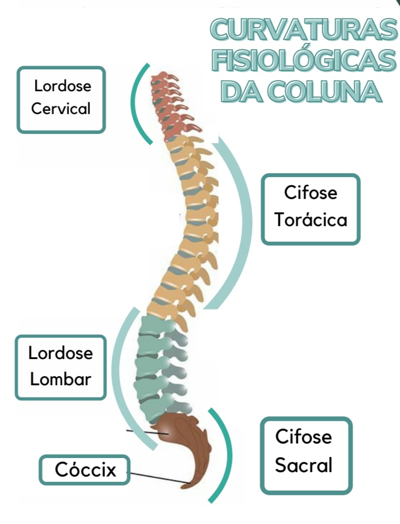 Curvas Fisiologicas Sa Coluna Vertebral - Avaliação Funcional I