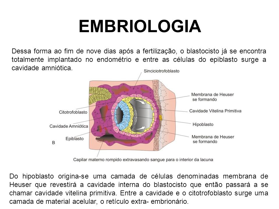 Embriologia Histologia E Embriologia 4443