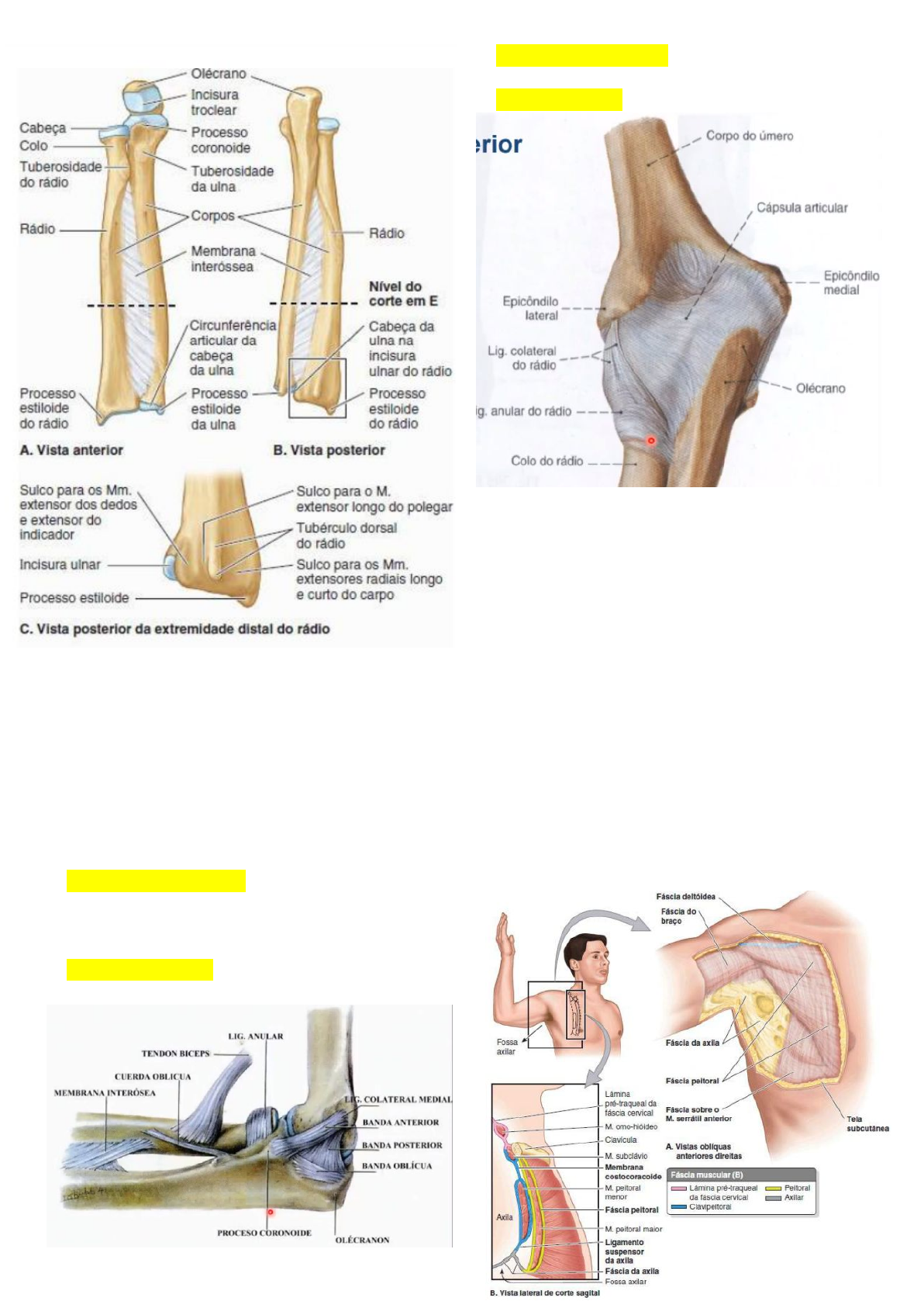 Grátis: Anatomia do Braço, antebraço e mão - Material Claro e Objetivo em  PDF para Estudo Rápido, image size:1192x1686