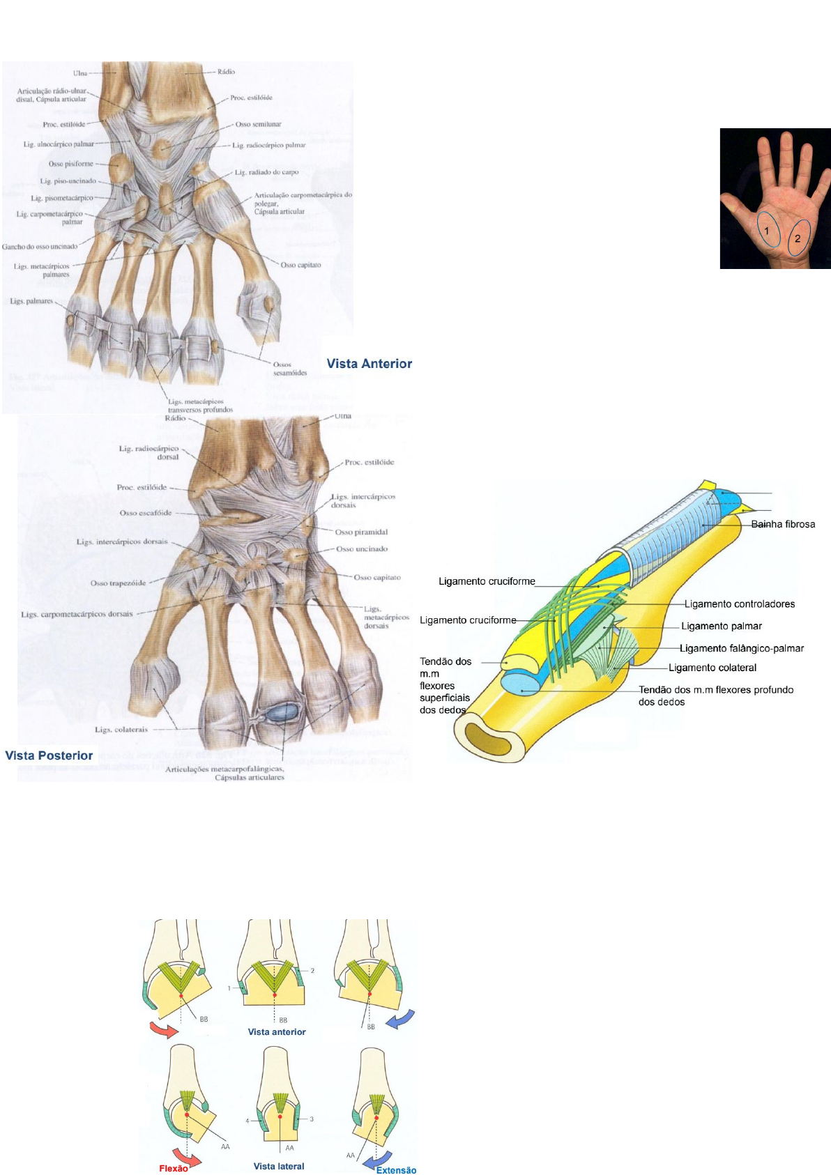 Grátis: Anatomia do Braço, antebraço e mão - Material Claro e Objetivo em  PDF para Estudo Rápido, image size:1192x1686