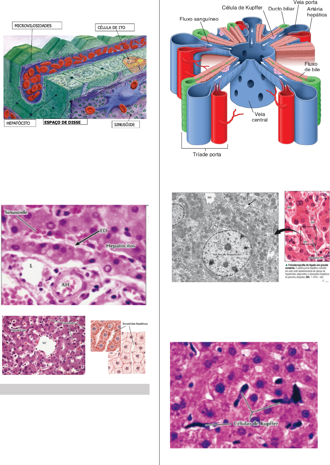 Grátis: Histologia figado e pancreas - Material Claro e Objetivo em PDF  para Estudo Rápido, image size:1090x1536