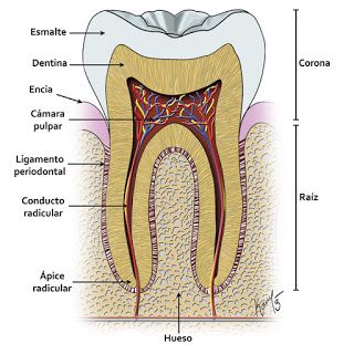 DENTE - Anatomia Dos Dentes Permanentes