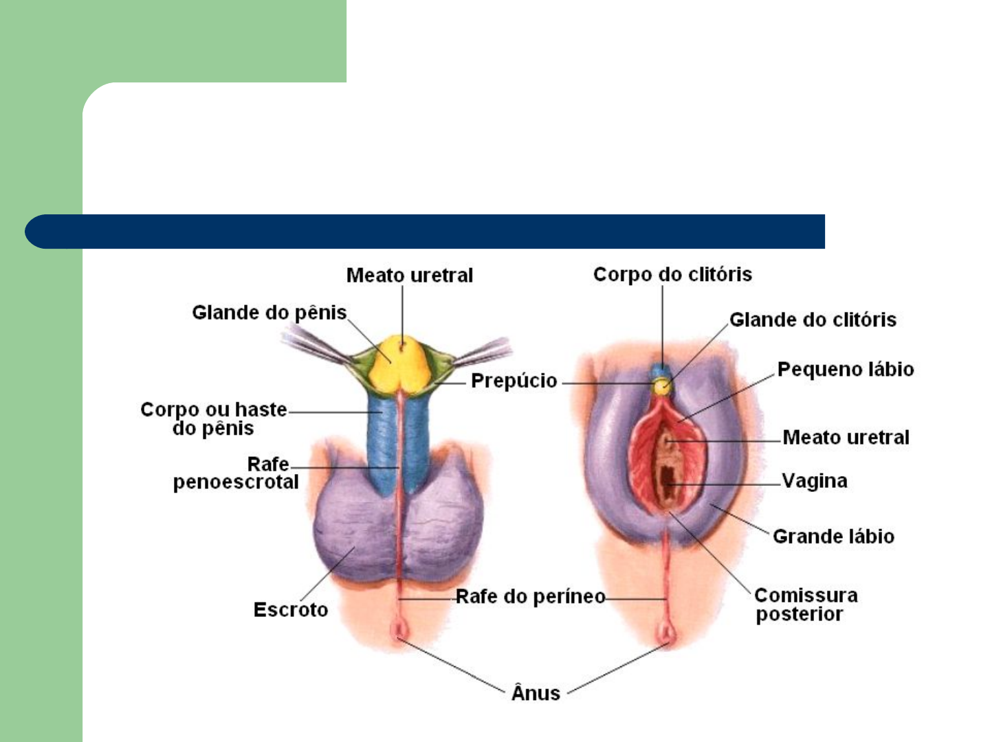 apres sistema reprodutor feminino Bioloja v2 - Anatomia Patológica