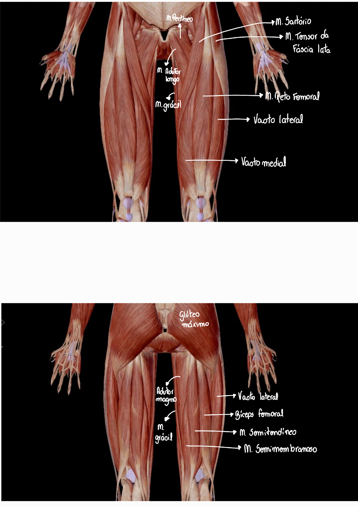 Anatomia dos Músculos dos Membros Inferiores Sistemas Orgânicos Integrados II