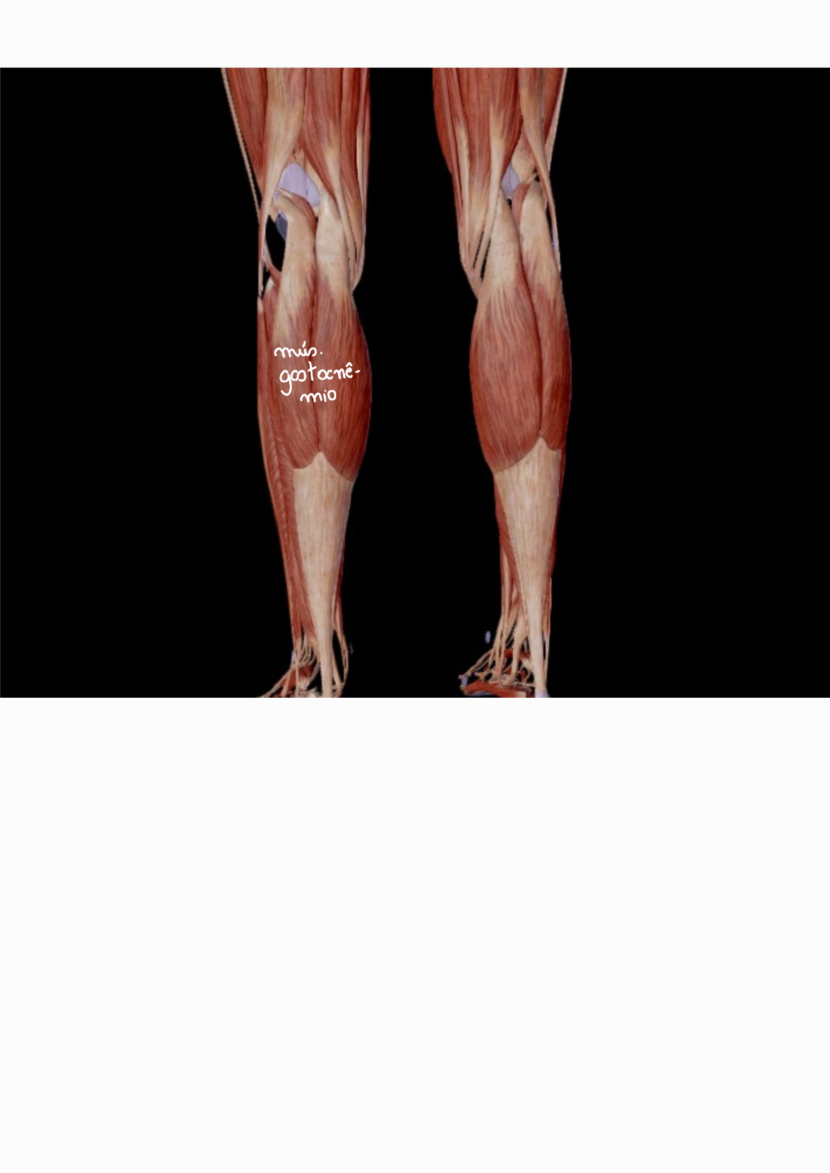 Anatomia Dos M Sculos Dos Membros Inferiores Sistemas Org Nicos Integrados Ii