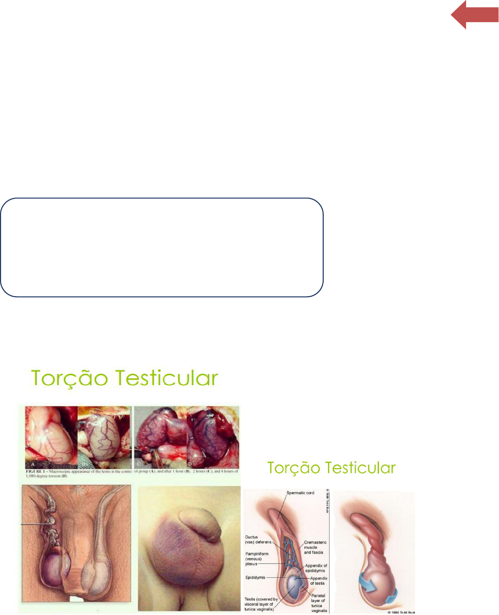 UROLOGIA.docx - Urologia