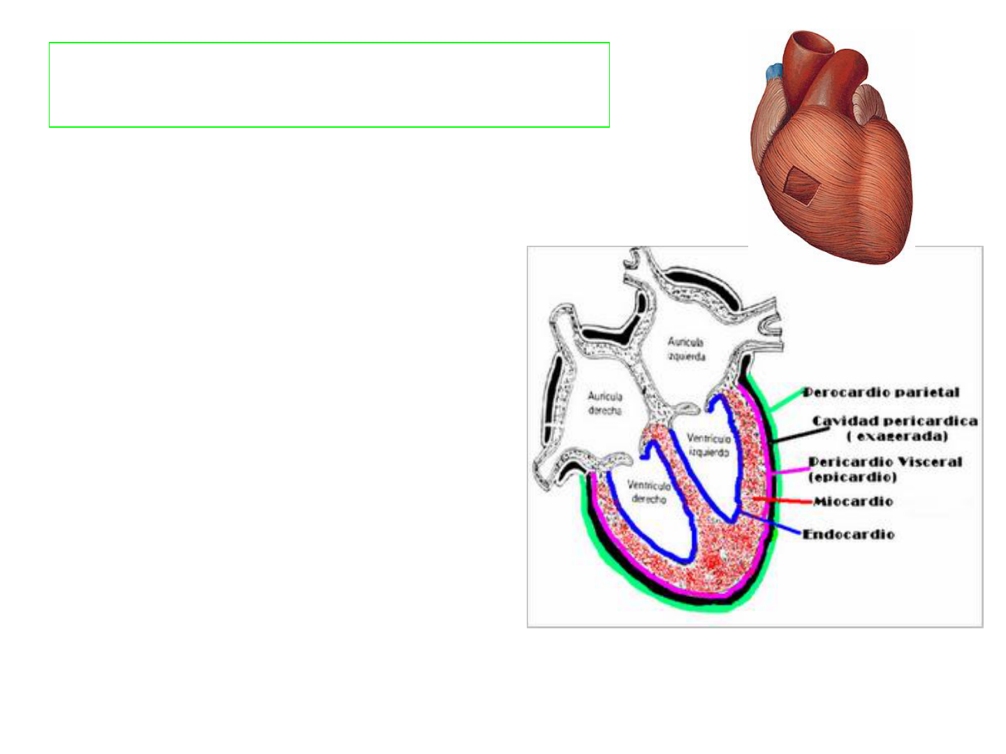 Cfc Corazon 1 Anatomia Humana I