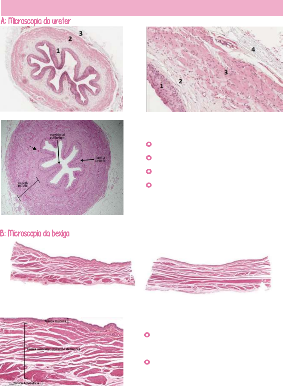 histología de la uretra esponjosa