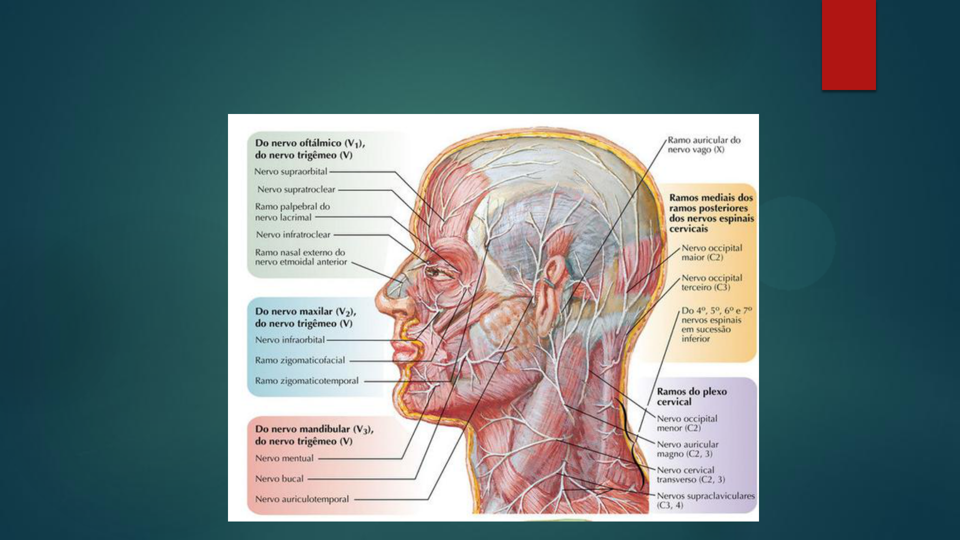 Nervo Maxilar completo - Anatomia Humana - Anatomia 