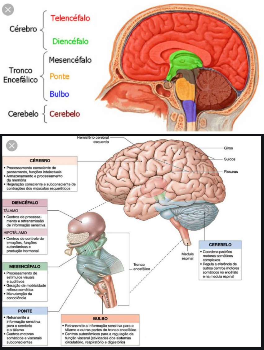 Anatomia Macroscópica Do Bulbo Ou Medula Oblonga Ponte E Mesencéfalo