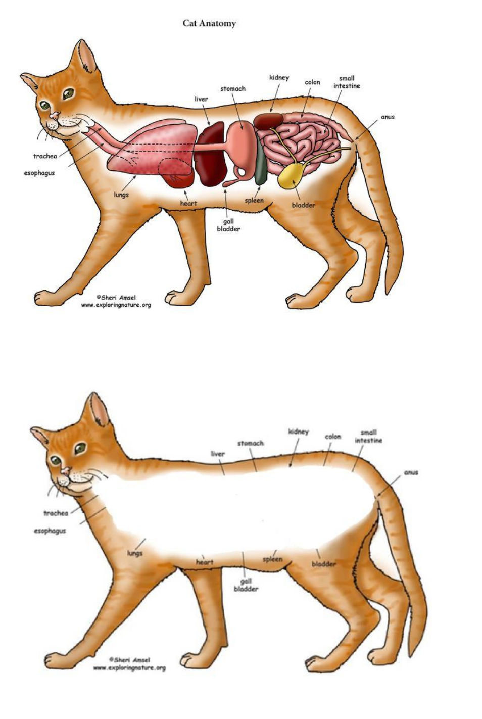 Anatomia Animal - I - Racha Cuca gabarito - Racha Cuca / Quiz / Animais /  Anatomia Animal - I - Studocu