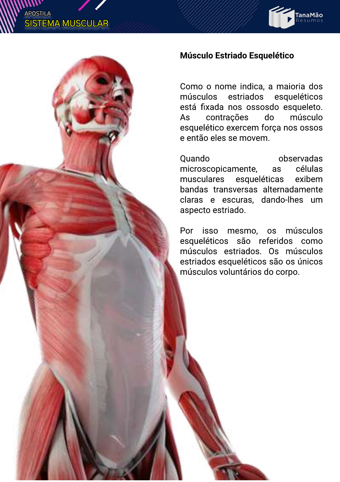 Anatomia aplicada Quadril e coxa- Músculos Quiz