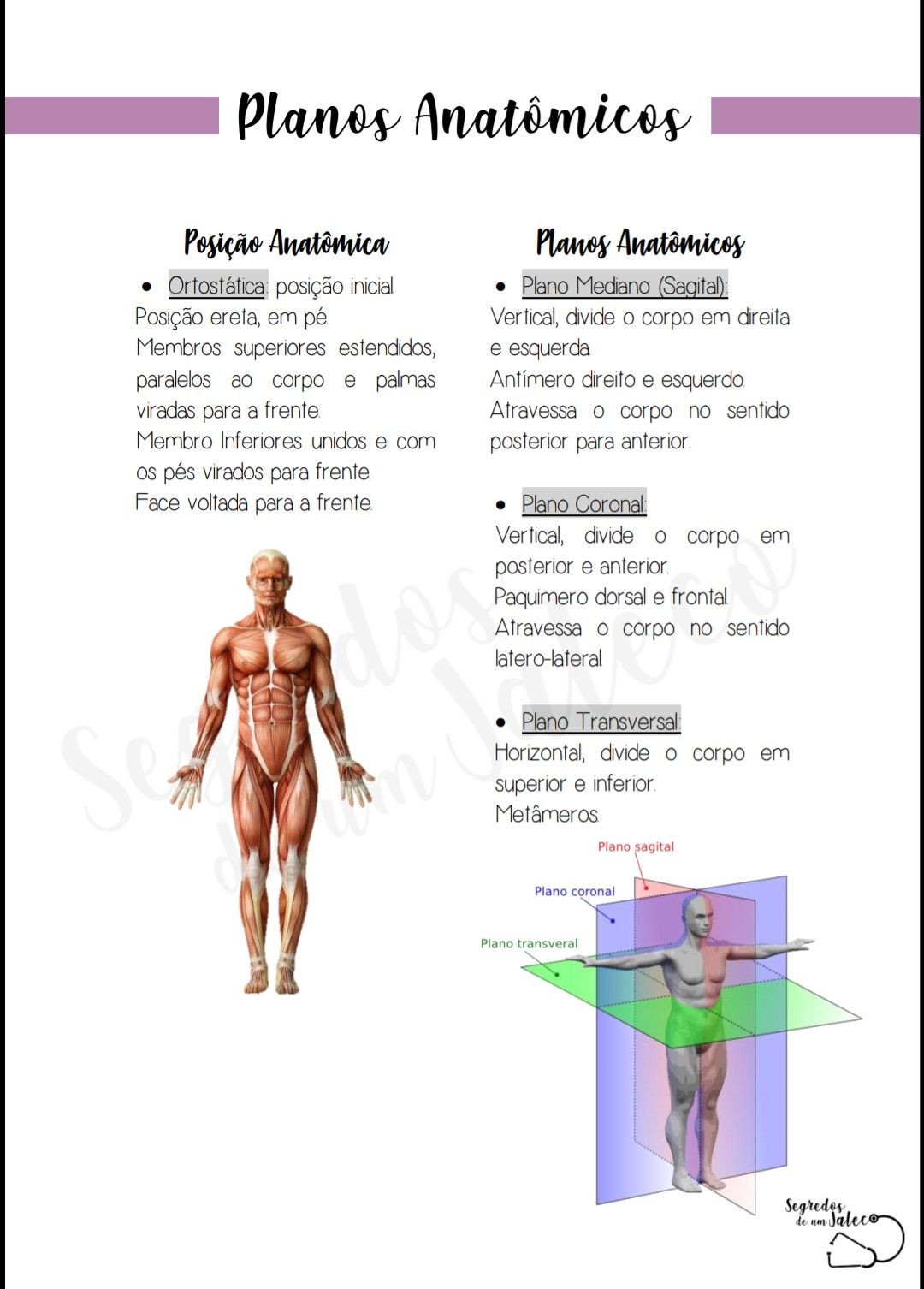 Planos Anatômicos - Anatomia I