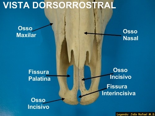 Crânio Bovino 06 - Anatomia Veterinária I