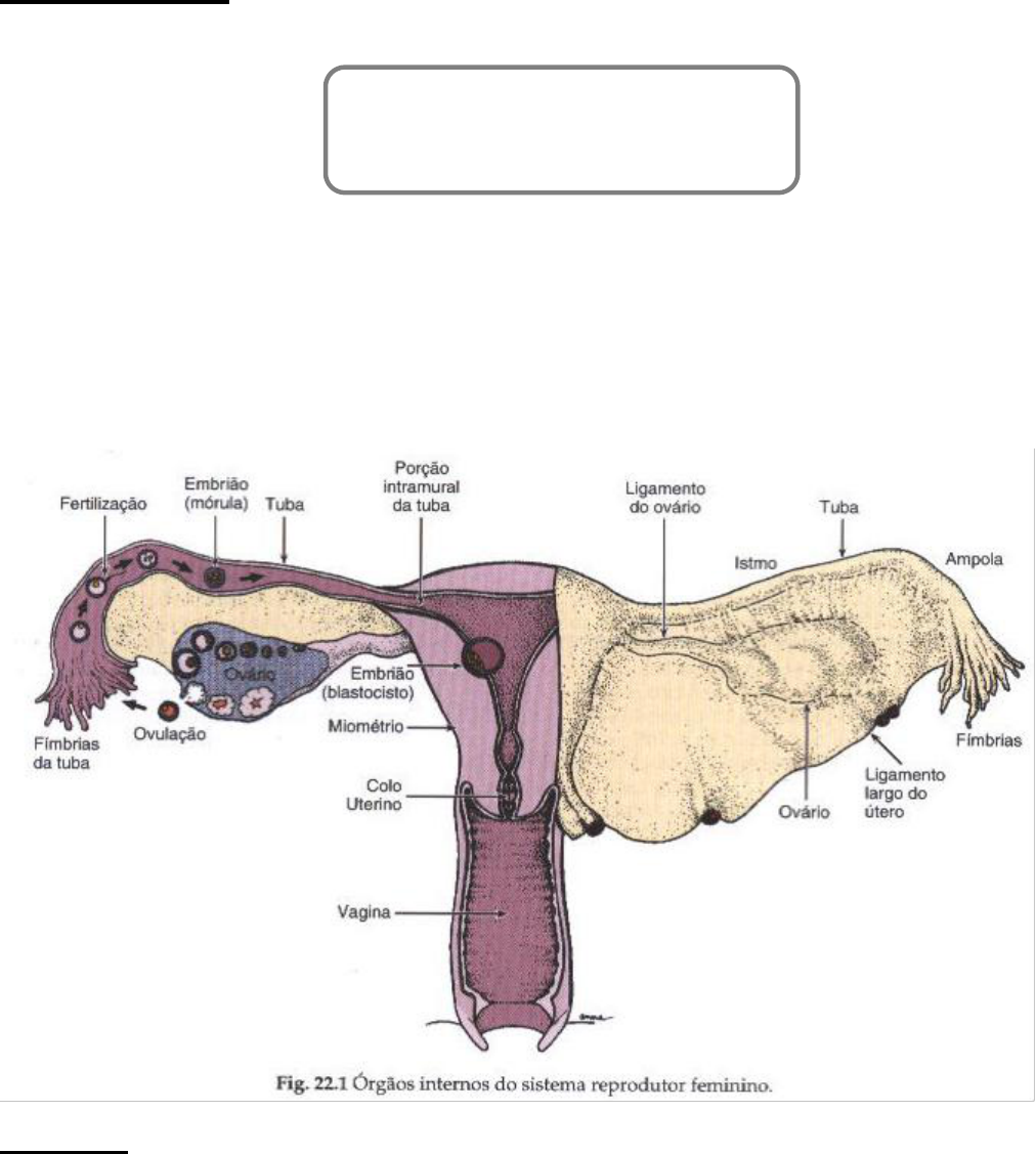 Histologia Sistema Reprodutor Feminino P Citologia E Histologia Geral