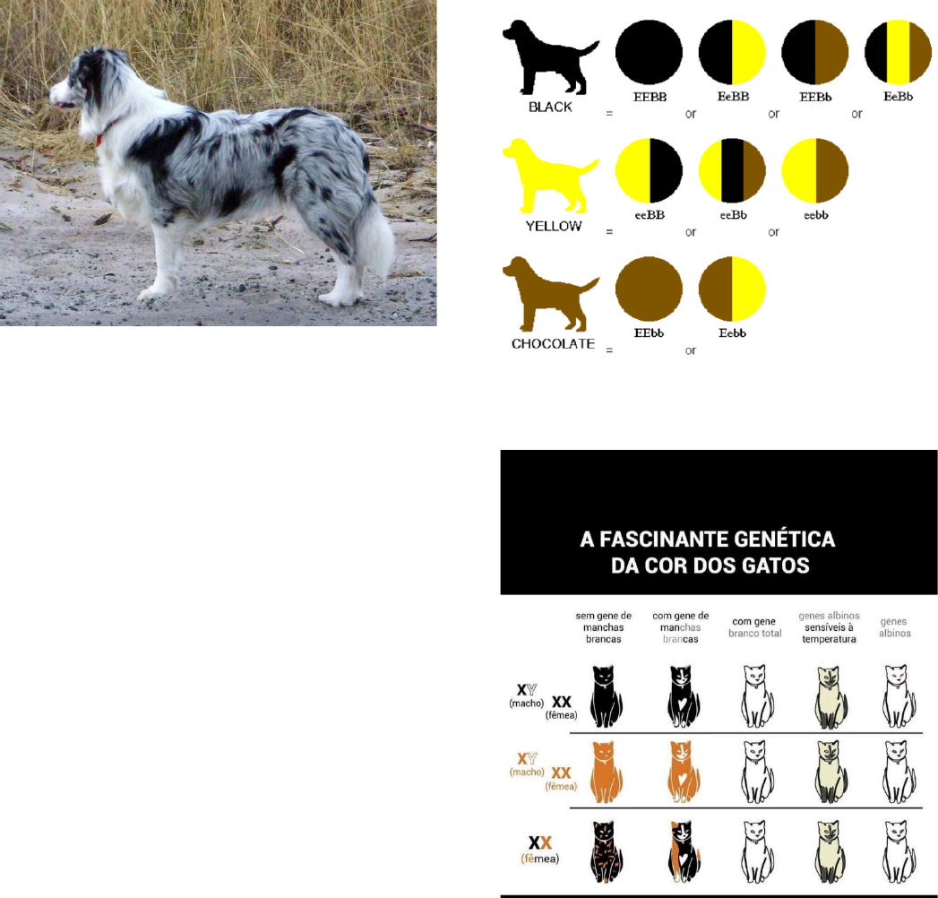 Grátis: HERANÇA DAS CORES DAS PELAGENS DE CÃES E GATOS - Material Claro e  Objetivo em PDF para Estudo Rápido, image size:1047x1002