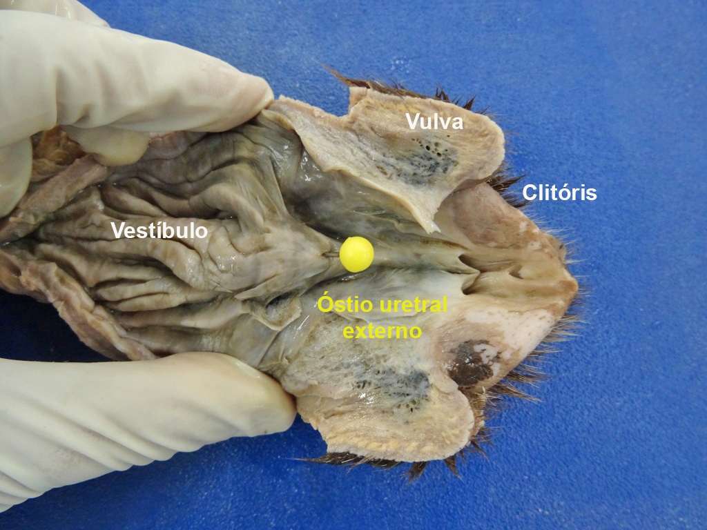 Sistema reprodutor cadela Anatomia Veterinária I