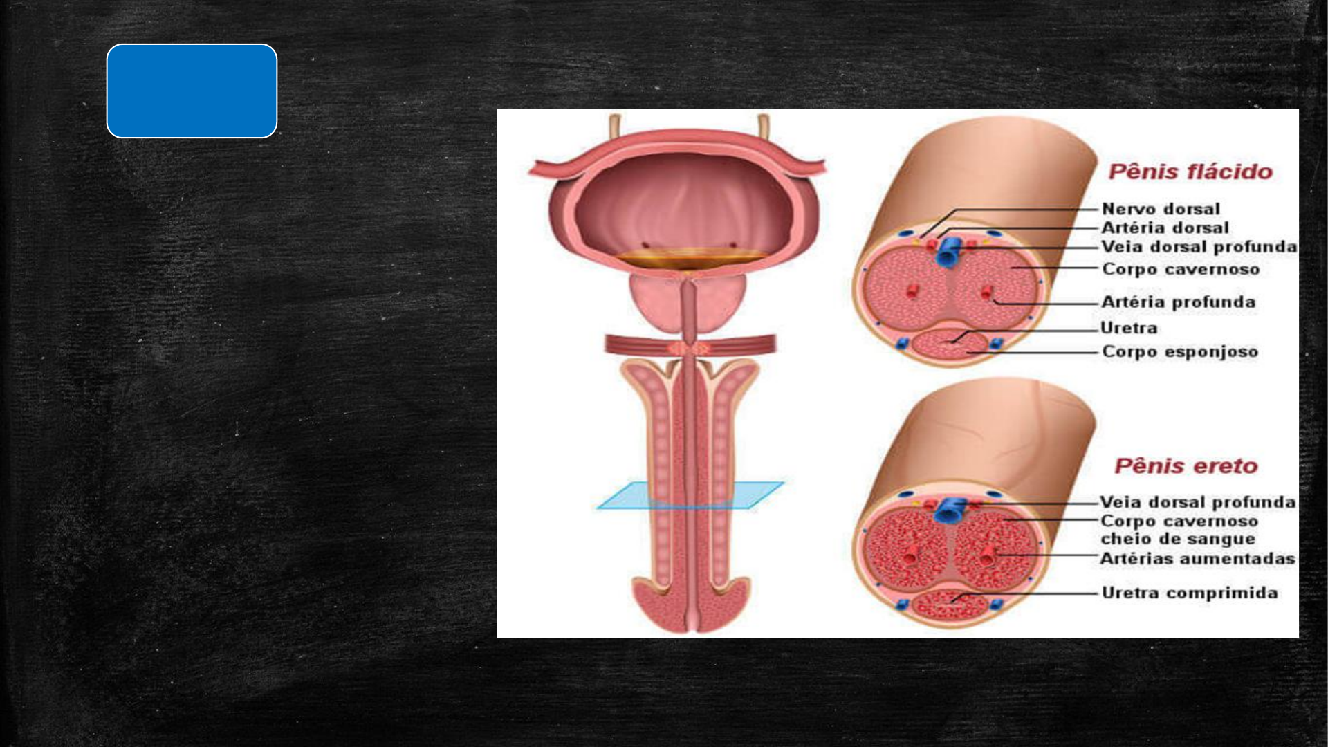 Cirurgias urológicas ambulatoriais - Cirurgia / Urologia II