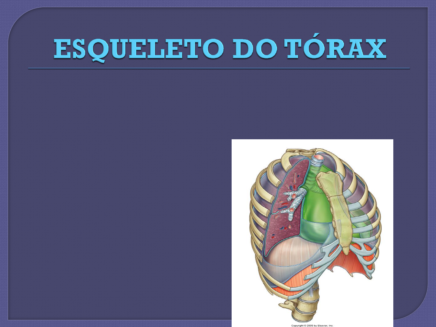 Ossos da cintura escapular e membros superiores