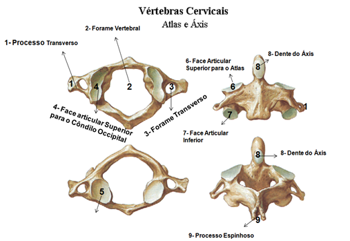 vertebras cervicais - Anatomia Humana I