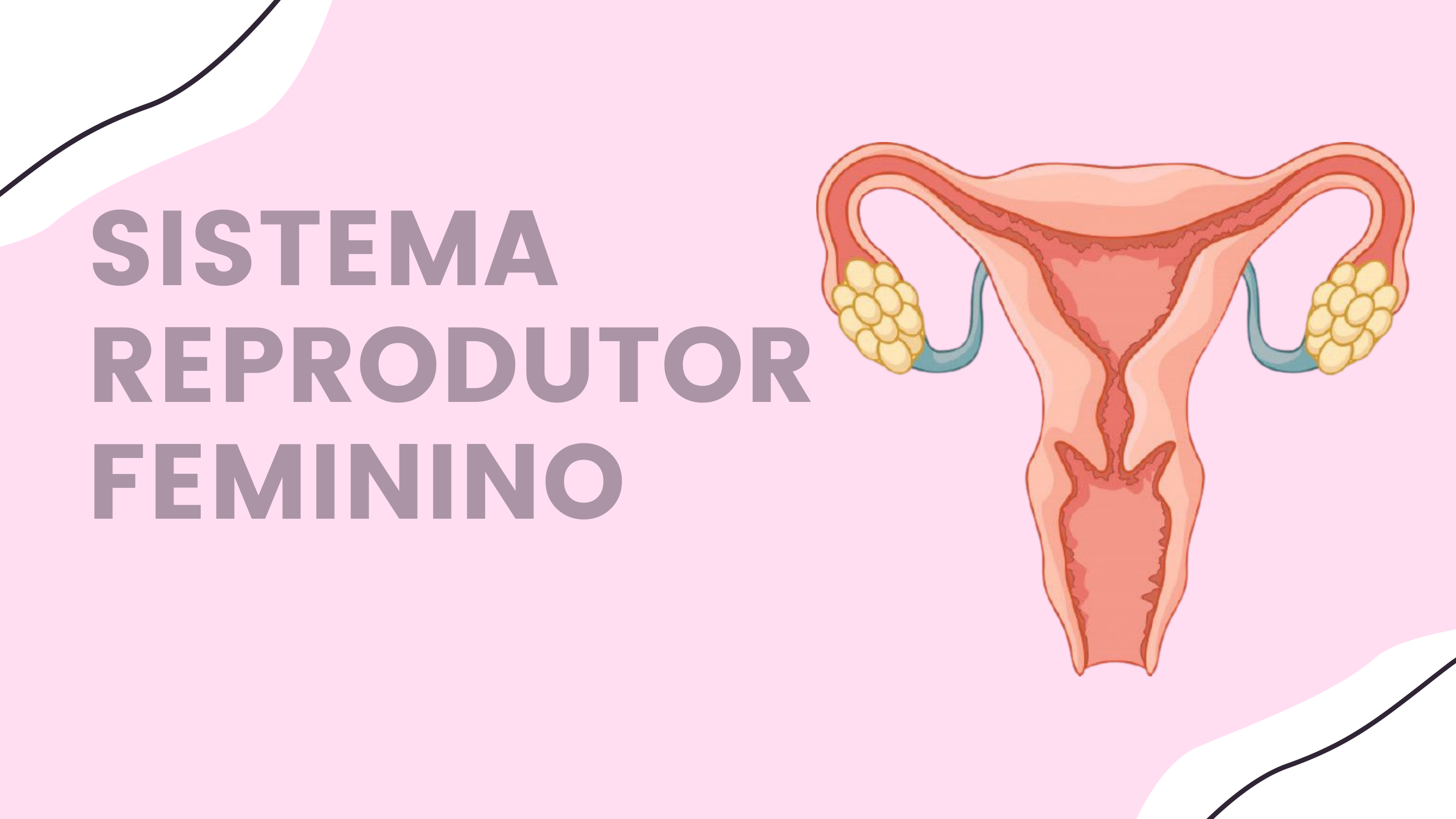 Grátis: Sistema Reprodutor feminino - slide - Material Claro e Objetivo em  PDF para Estudo Rápido, image size:2880x1620