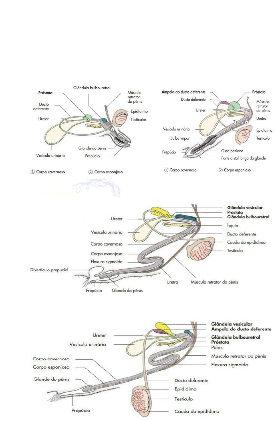 Grátis: fisiologia da reprodução - Material Claro e Objetivo em PDF para  Estudo Rápido, image size:967x1471