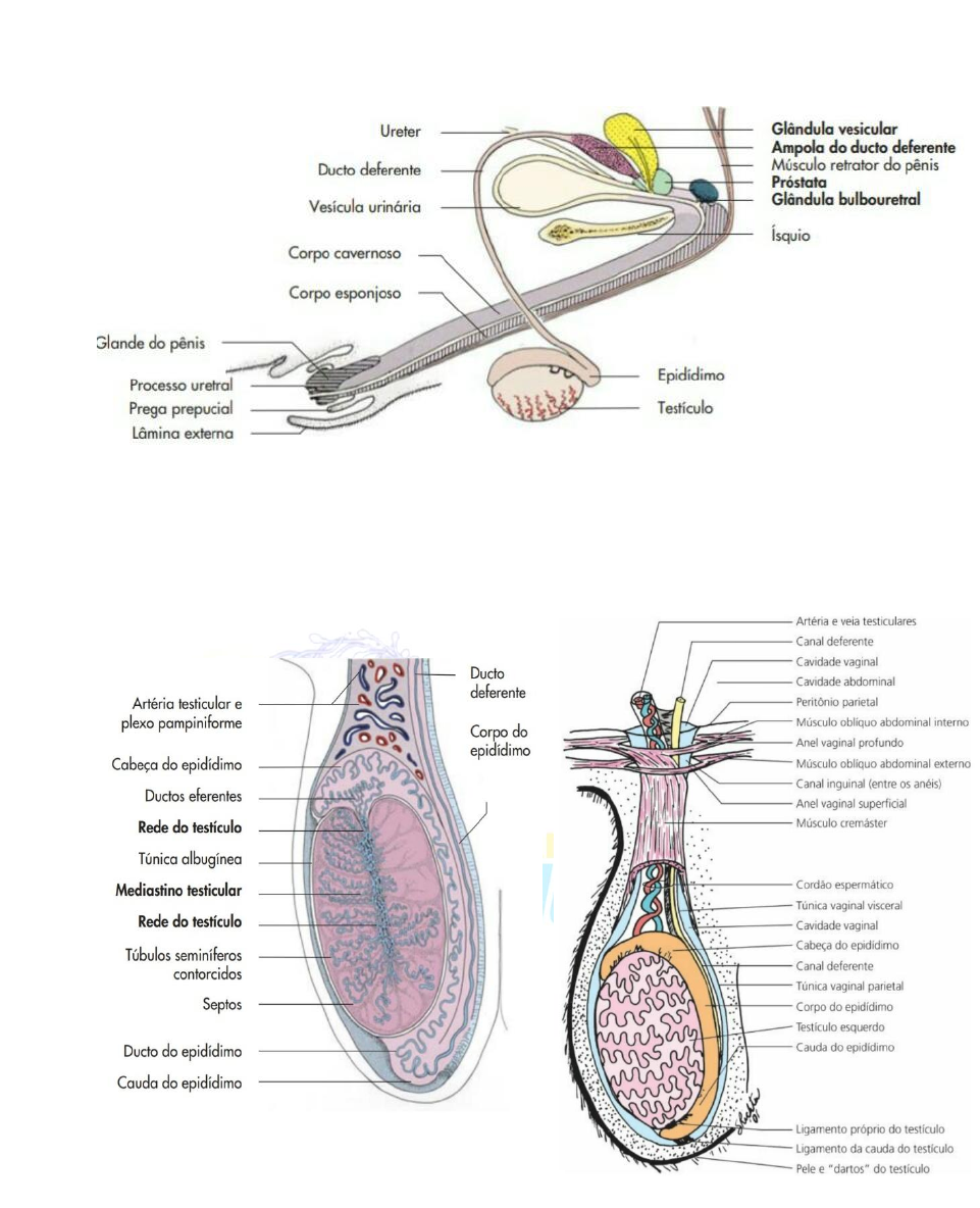 Grátis: fisiologia da reprodução - Material Claro e Objetivo em PDF para  Estudo Rápido, image size:961x1184