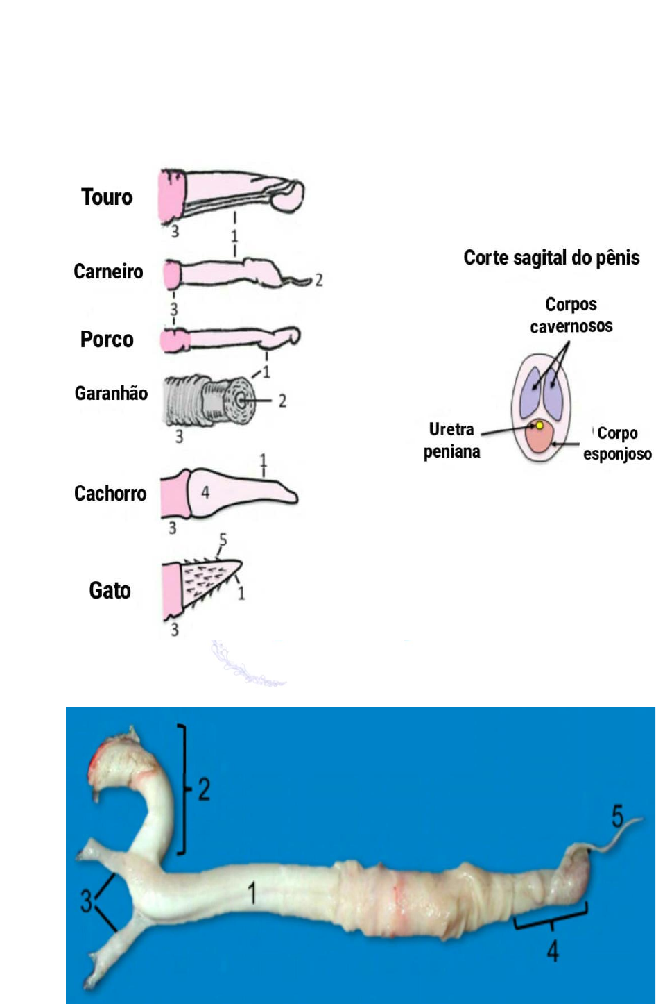 Grátis: fisiologia da reprodução - Material Claro e Objetivo em PDF para  Estudo Rápido, image size:946x1446