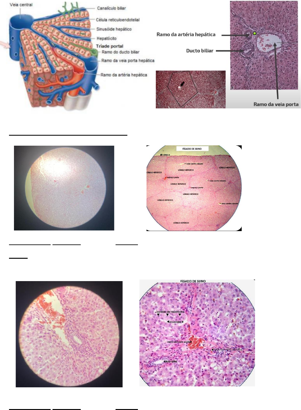 Grátis: Resumo Histo P2 Pedro P (1) - Material Claro e Objetivo em PDF para  Estudo Rápido, image size:969x1320