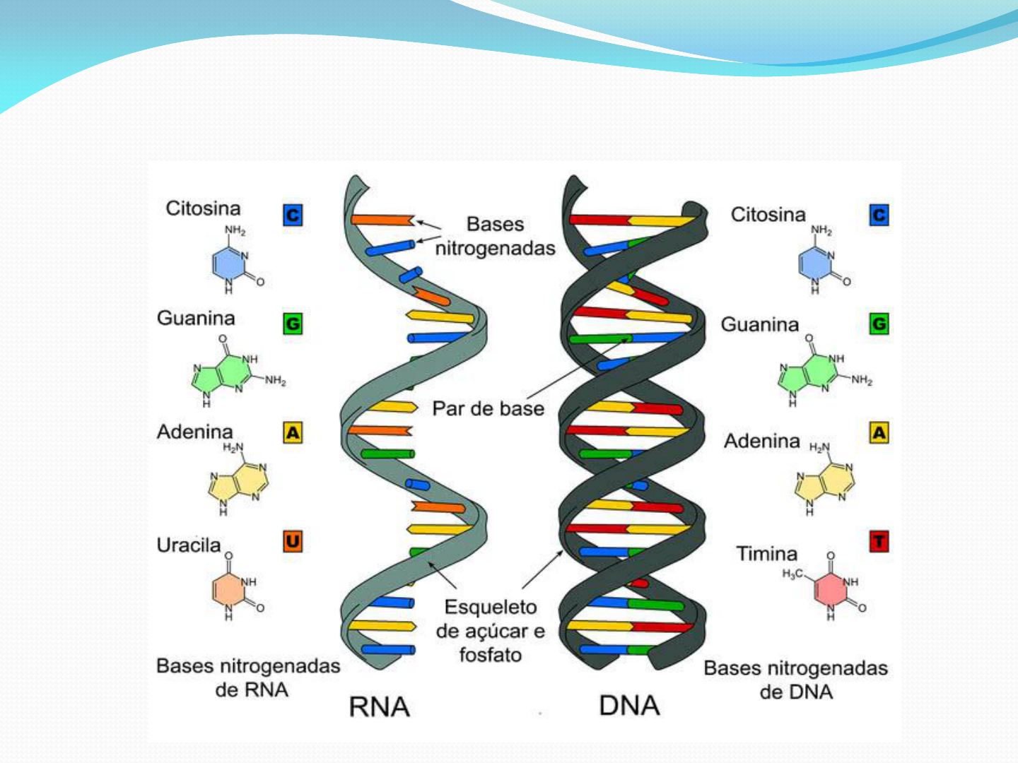 Genoma humano | psicologiaeducativa24, image size:1440x1080