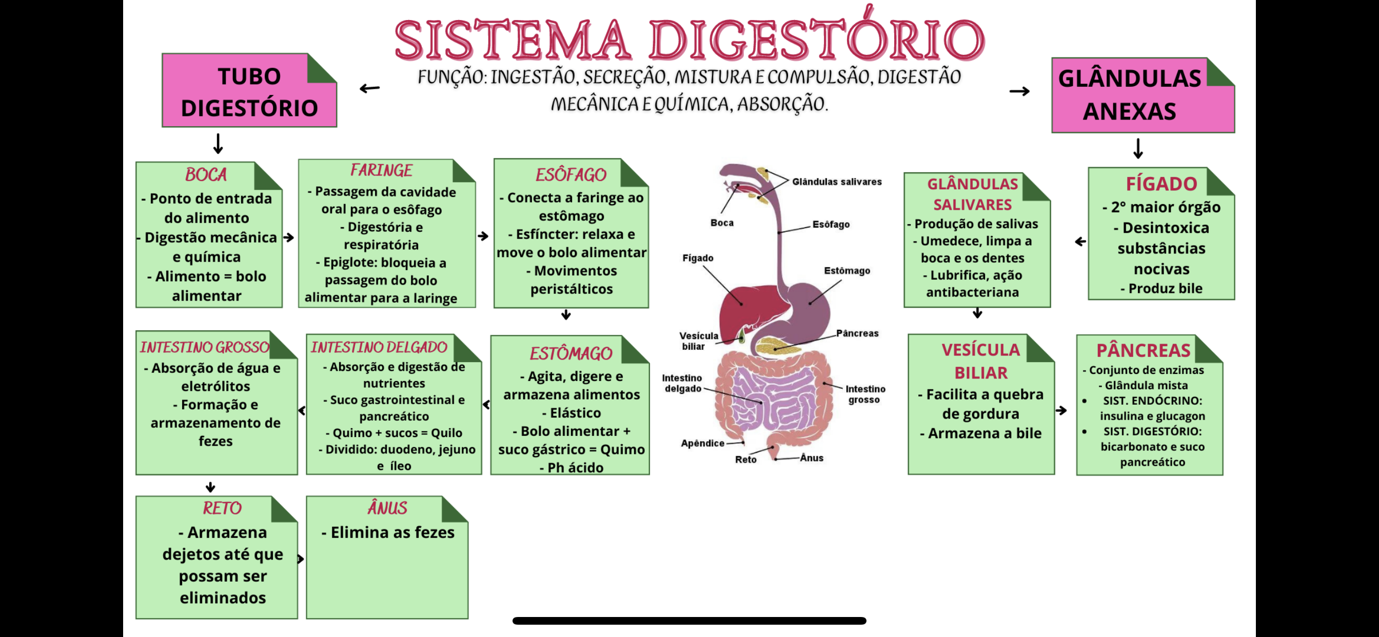 Mapa Mental Sistema Digest Rio Anatomia Humana I