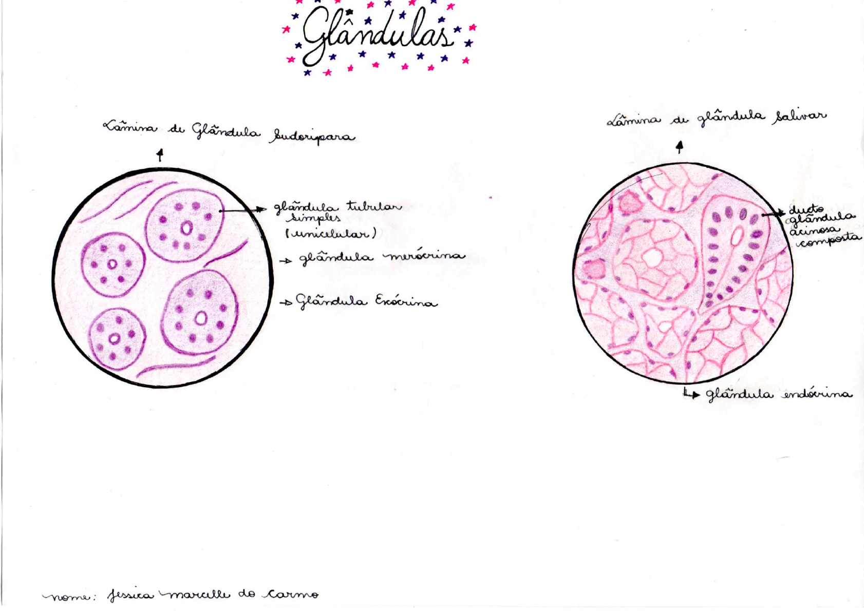 Desenhos Laminas Histologicas Histologia I