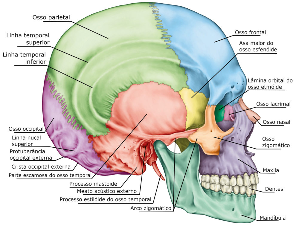 Anatomia ossos do crânio - Anatomia Humana I