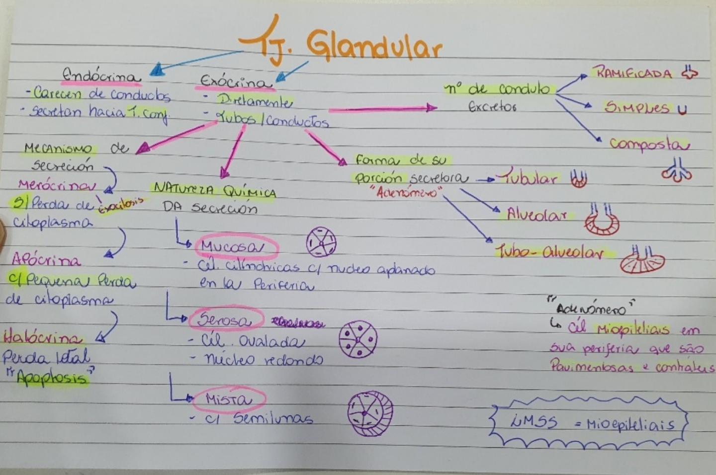 Mapas Mentais Histologia Histologia I