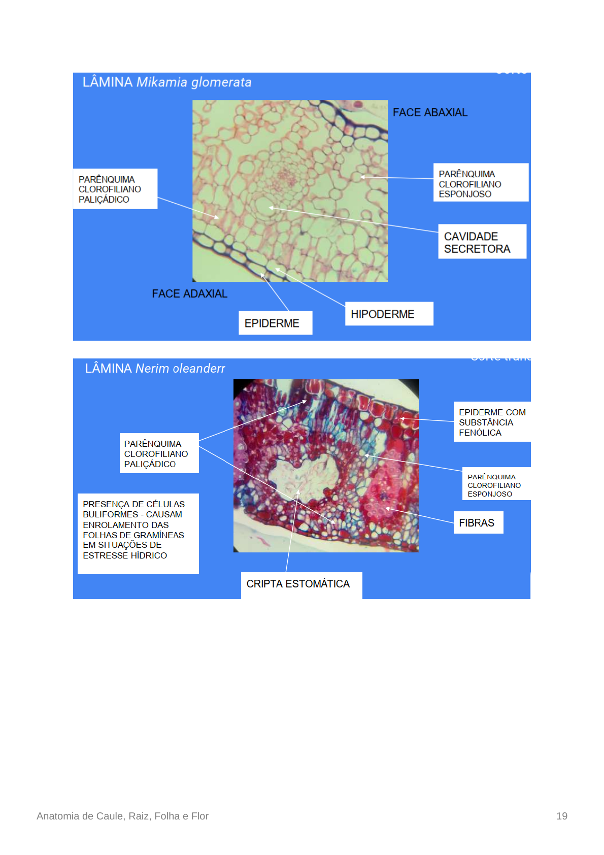 Grátis: Resumo Anatomia Vegetal - Caule, Raiz, Folha e Flor (Com lâminas -  Atlas Ilustrado) - Material Claro e Objetivo em PDF para Estudo Rápido, image size:1190x1684