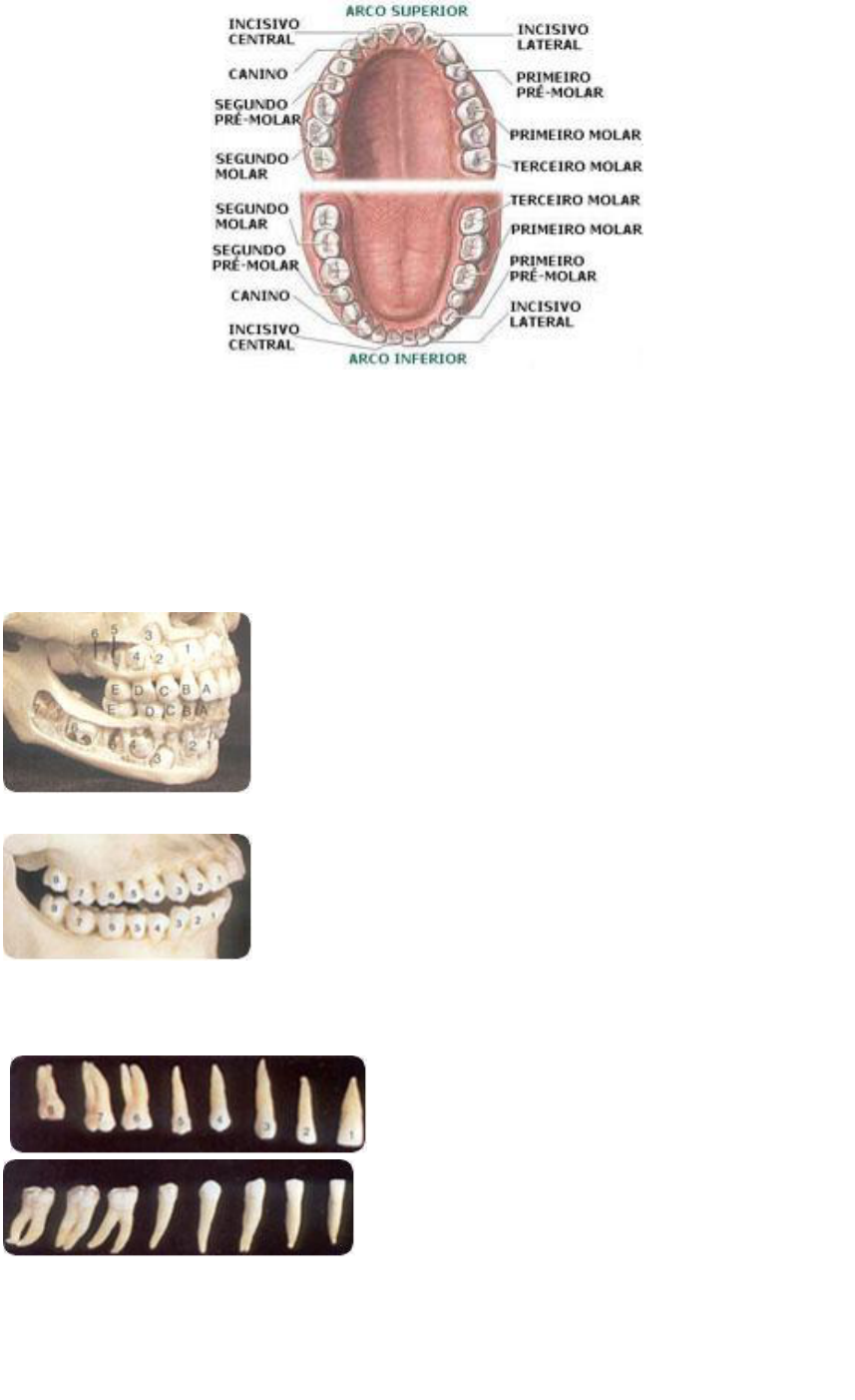 Anatomia da Maxila – Odonto Up