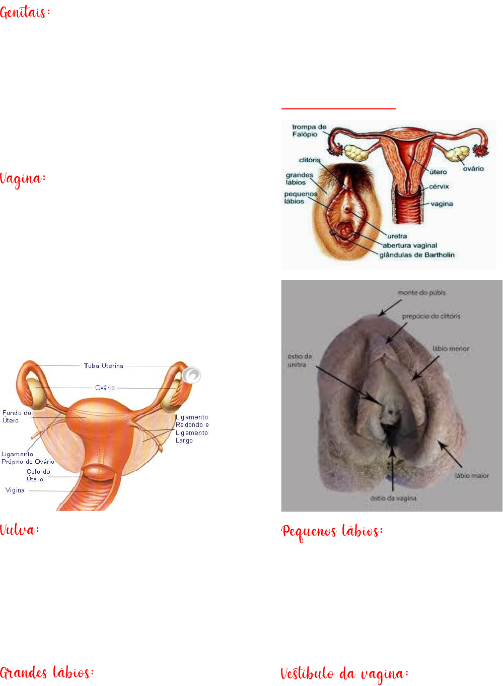 Sistema genital feminino- Anatomia - Anatomia II