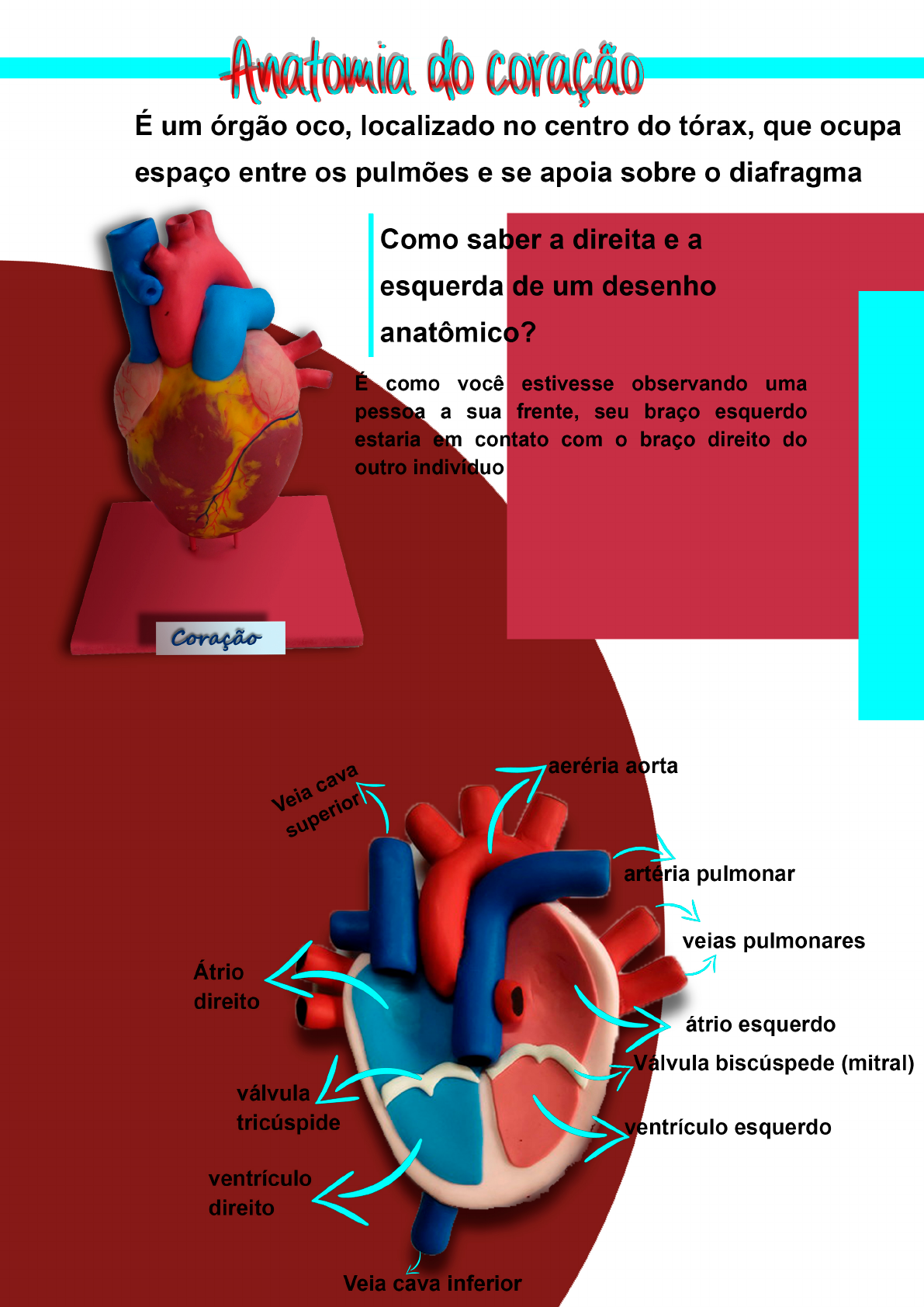 Anatomia E Fisiologia Do CoraÇÃo Enfermagem