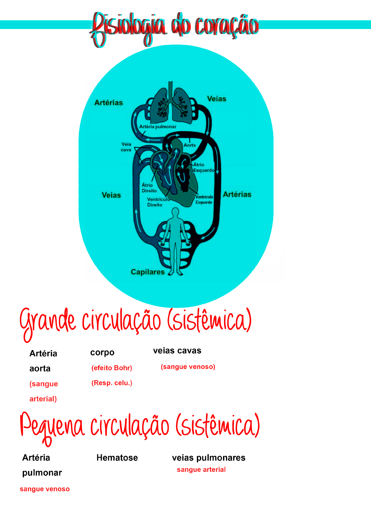 Anatomia E Fisiologia Do CoraÇÃo Enfermagem