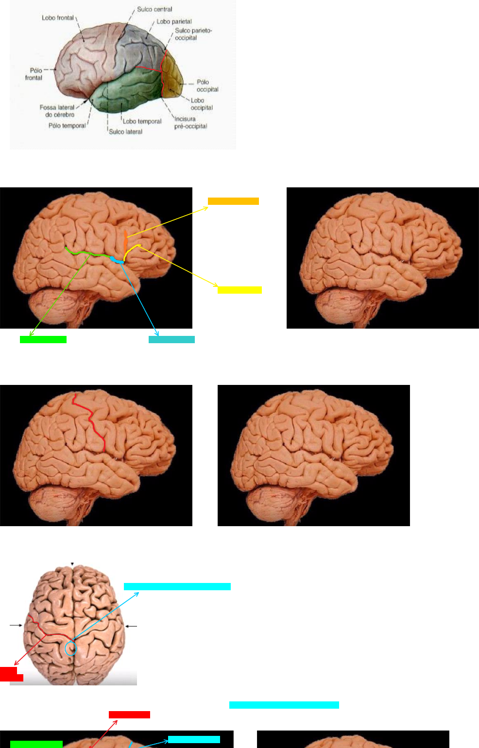 Grátis: ANATOMIA DO TELENCÉFALO - Material Claro e Objetivo em PDF para  Estudo Rápido, image size:986x1541