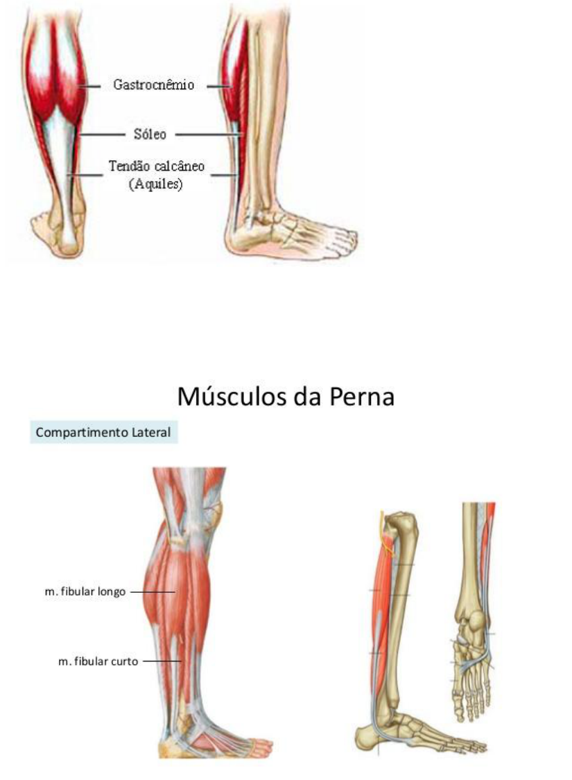 Anatomia aplicada da coxa- Músculos Quiz