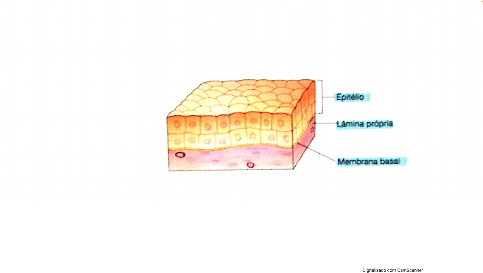 Tecido Epitelial De Revestimento Histologia I