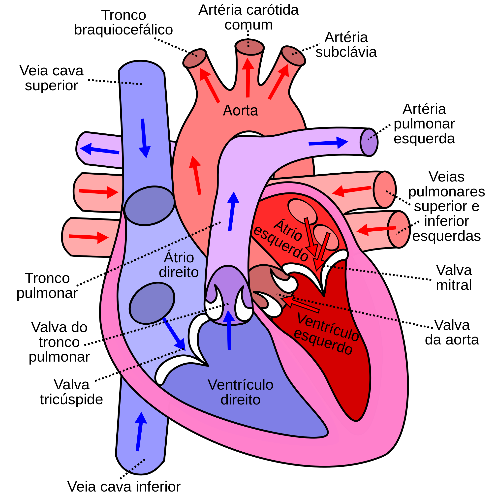 Coração Humano Fisiologia E Fisiopatologia