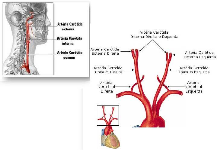 Ananda — Anatomia