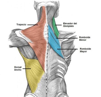 Músculos de la espalda 