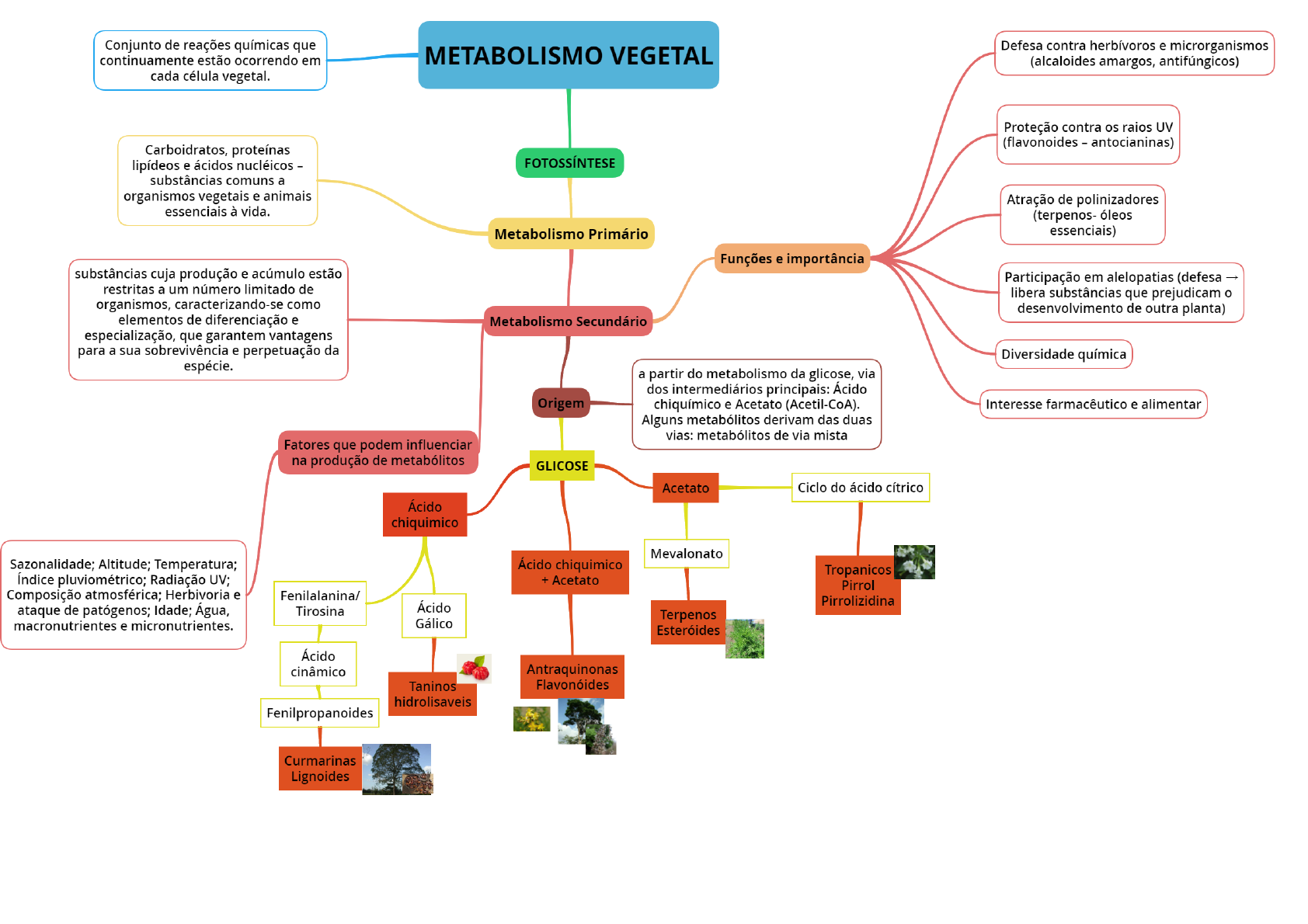 Metabolismo Vegetal Mapa Mental Farmacognosia Farmacobot Nica E