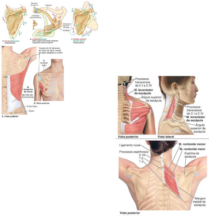 Anatomia seccional: Secções transversais do corpo humano | Kenhub, image size:878x907