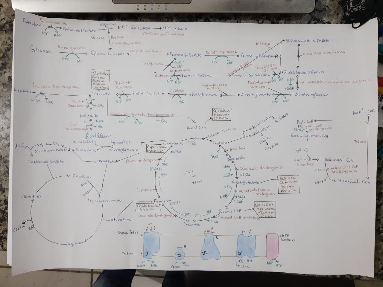 Mapa Metab Lico Bioqu Mica I