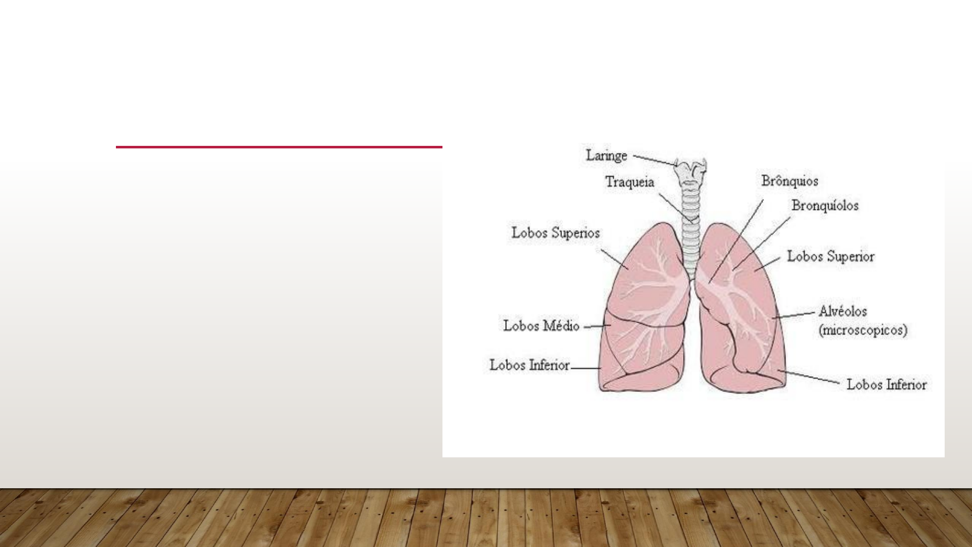 Aula 02 - Unid 1 - Ausculta Pulmonar E Cardíaca - Fisiologia Pulmonar