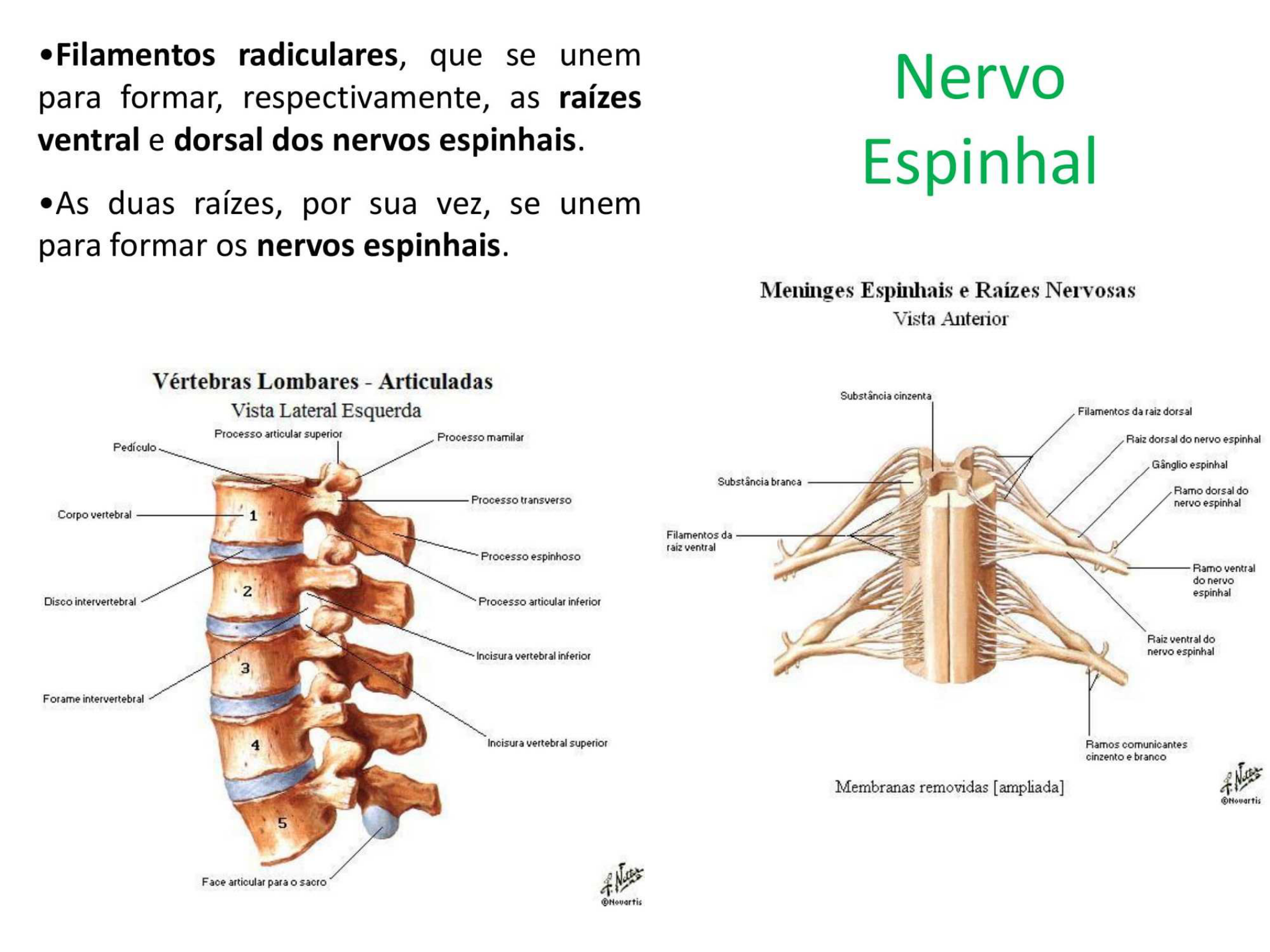 Sistema Nervoso Periférico (Nervos Espinhais) Anatomia I Sistema Nervoso Periférico (Nervos Espinhais) Anatomia I